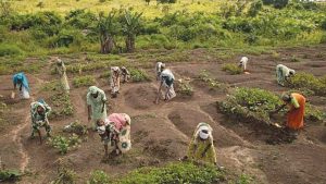 Read more about the article Women and food security in Nigeria