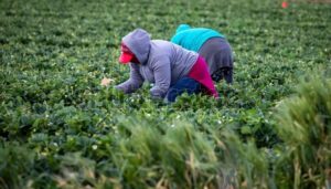 Death of Moroccan Seasonal Worker Raises Concerns Over Farm Conditions in Spain