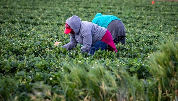 Death of Moroccan Seasonal Worker Raises Concerns Over Farm Conditions in Spain