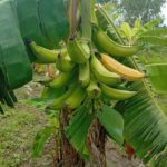 Beyond the Farm Gate, Nigeria Must Help Farmers Capture More Value