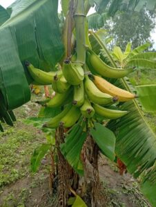 Read more about the article Beyond the Farm Gate, Nigeria Must Help Farmers Capture More Value